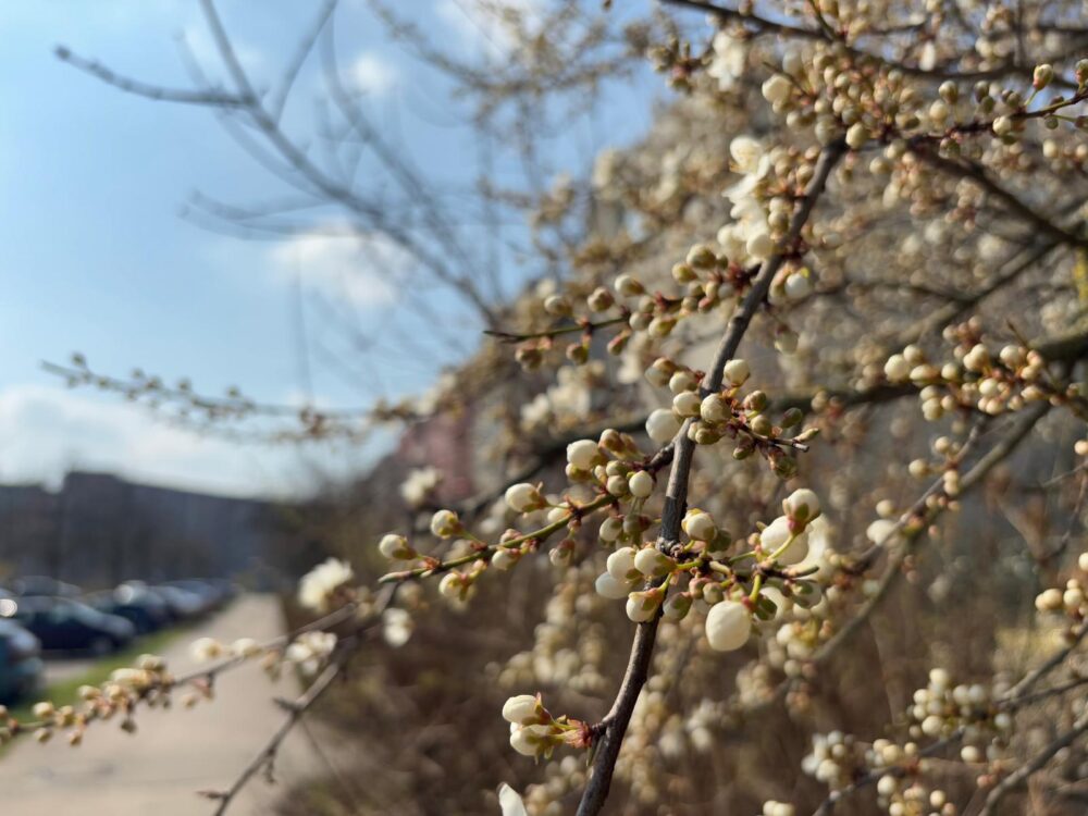 487203763 1064535609033611 6689546942068830461 n